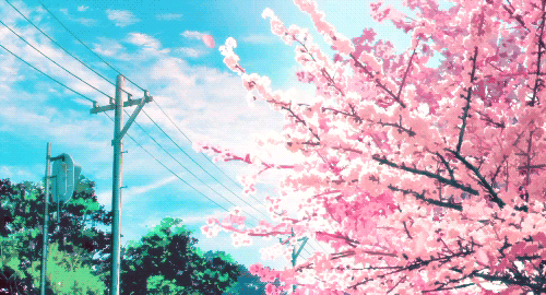 樱花遍地