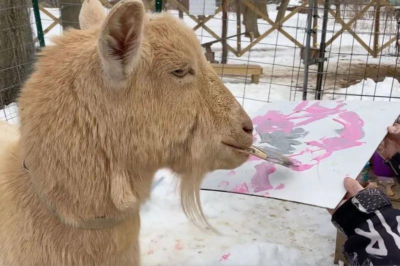 与山羊一起画画