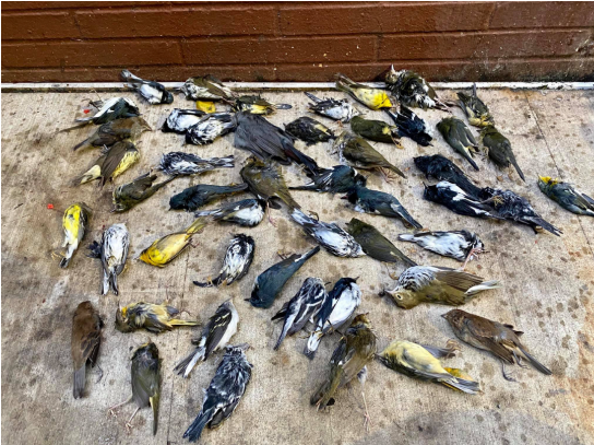 飞行的筋疲力尽而亡