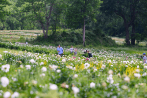 6th Annual Festival of the Peony at Styer's Peonies
