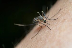 Dengue Fever