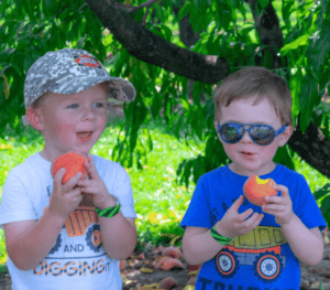 Peach & Sunflower Festival at Shady Brook Farm