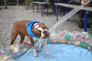 Puppy pool party in Fishtown beer garden