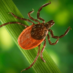 Deer ticks