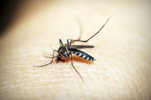 West Nile virus