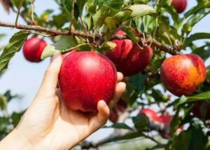 Indian Orchards Farm