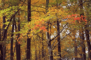 Jenkins Arboretum & Gardens