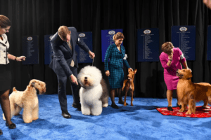 The National Dog Show at the Greater Philadelphia Expo Center in Oaks2