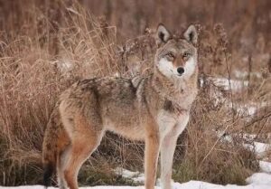 coyote