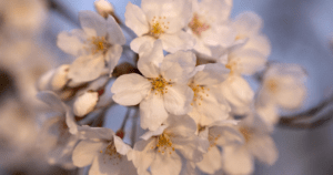 2025费城赏樱攻略3