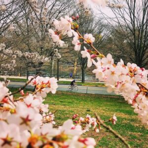 Martin Luther King Jr. Drive