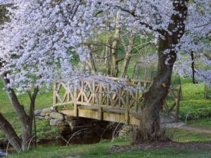 Morris Arboretum & Gardens2