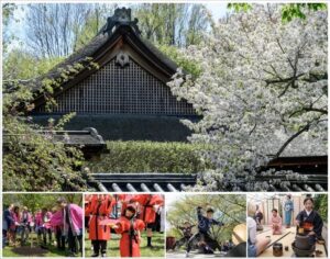 Subaru Cherry Blossom Festival3