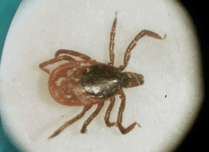 Asian Longhorned Tick
