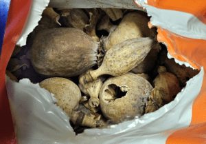 dried opium poppy pods