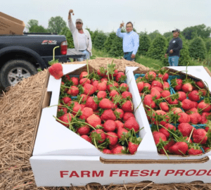 Strawberry Festival at Linvilla Orchards