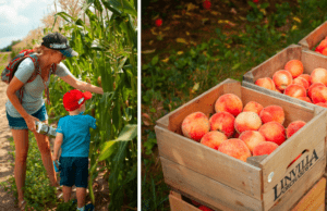 Peach & Sunflower Festival at Linvilla Orchards