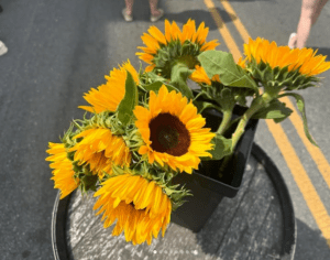 Festival of Flight- Air- Car- Tractor Show in Chester County