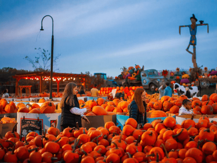 Pumpkinland at Linvilla Orchards Pumpkinland at Linvilla Orchards