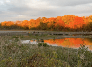 John Heinz National Wildlife Refuge