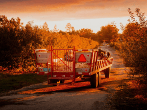 Pumpkinland at Linvilla Orchards