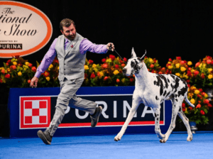 The National Dog Show at the Greater Philadelphia Expo Center