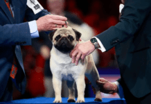 周末去哪儿|汪汪集合! 全美犬展周末费城开幕! 小贩村点灯仪式邀您参与; 迪尔沃斯公园冬季系列活动召开 Bak 费城生活攻略 2025年11月13日 07:50 美国 The National Dog Show at the Greater Philadelphia Expo Center2