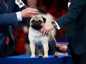 The National Dog Show at the Greater Philadelphia Expo Center2