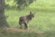 新泽西最低时薪涨至$15.92, 是宾州的两倍多; 宾州收费公路连续第18年涨价; 费郊切斯特郡发生郊狼袭击路人事件 狼袭人